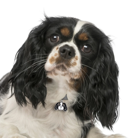 My Family | Hundetegn Cavalier King Charles Spaniel